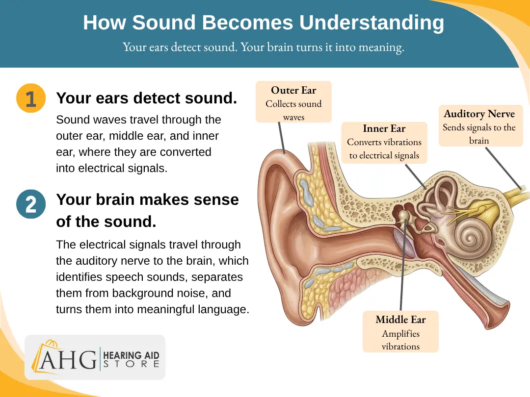 How sound becomes understanding with your ears and brain working together